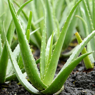 Aloe Vera - Potted Plant