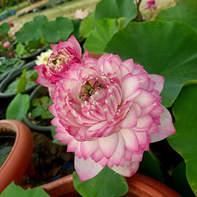 Pink Cloud Lotus Tuber