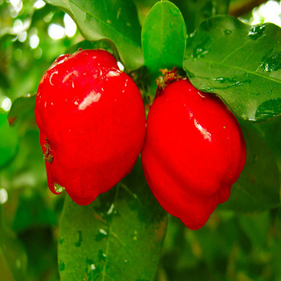 Barbados cherry Grafted Tree