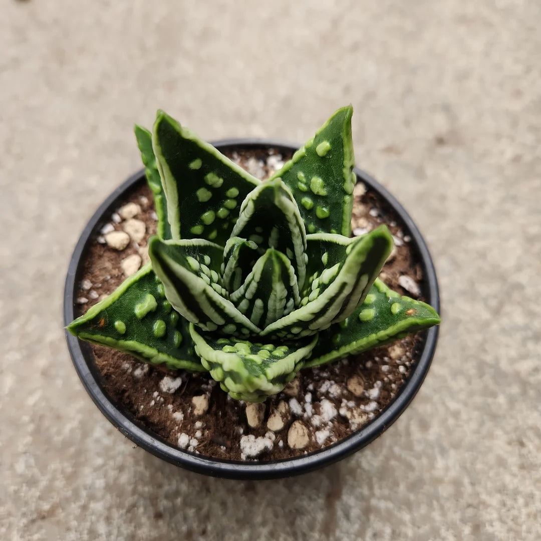Hybrid Tears of Angel Rare Haworthia Bare Rooted - plant store® 