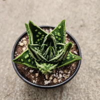 Hybrid Tears of Angel Rare Haworthia Bare Rooted - plant store® 