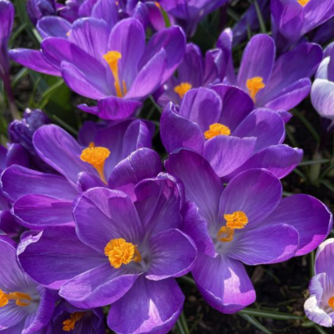 Flowering Crocus Bulbs