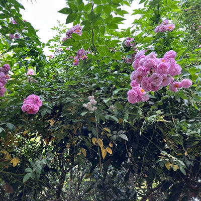 Button/Miniature Rose Combo of 5 Plants (Mixed Colours- Large Size Plants)