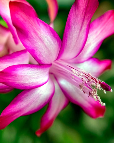 Zygo Christmas Cactus (Bare Rooted)