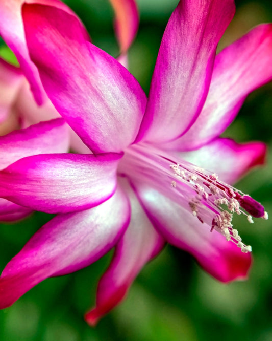 Zygo Christmas Cactus - Pink