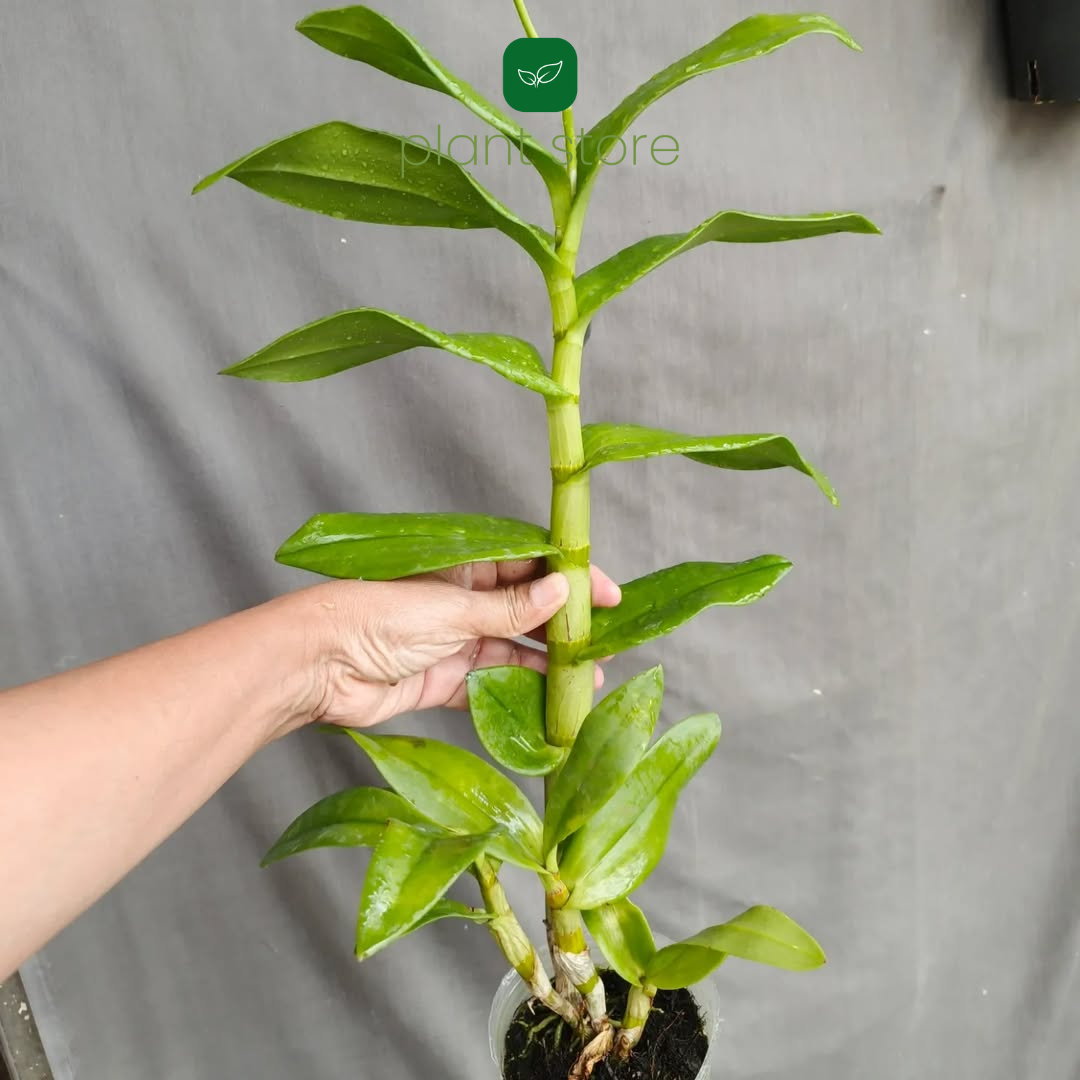 Dendrobium King Cobra x Ceaser Warawan (Near Blooming Size) - plant store® 
