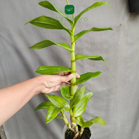 Dendrobium King Cobra x Ceaser Warawan (Near Blooming Size) - plant store® 
