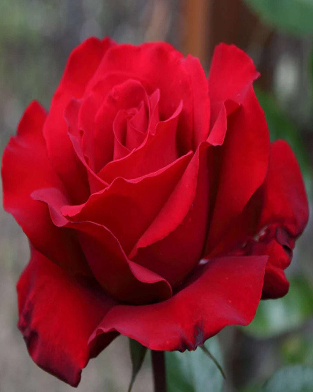 Velvet Rose Hybrid Grafted - Full Grown Plant