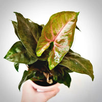 Syngonium Maria Bronze Allusion - plant store® 