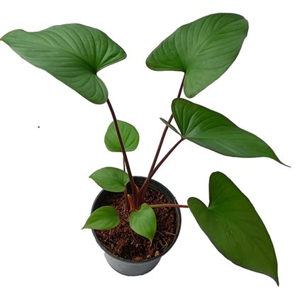 Homalomena "Maggy" Plant