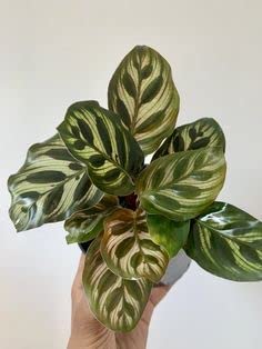 Calathea Peacock Makoyana