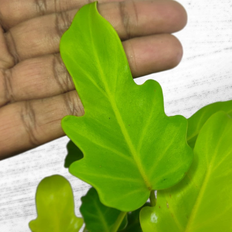 Philodendron Xanadu Golden/Neon - plant store® 