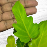 Philodendron Xanadu Golden/Neon - plant store® 