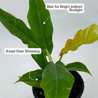Philodendron Narrow Escape - plant store® 