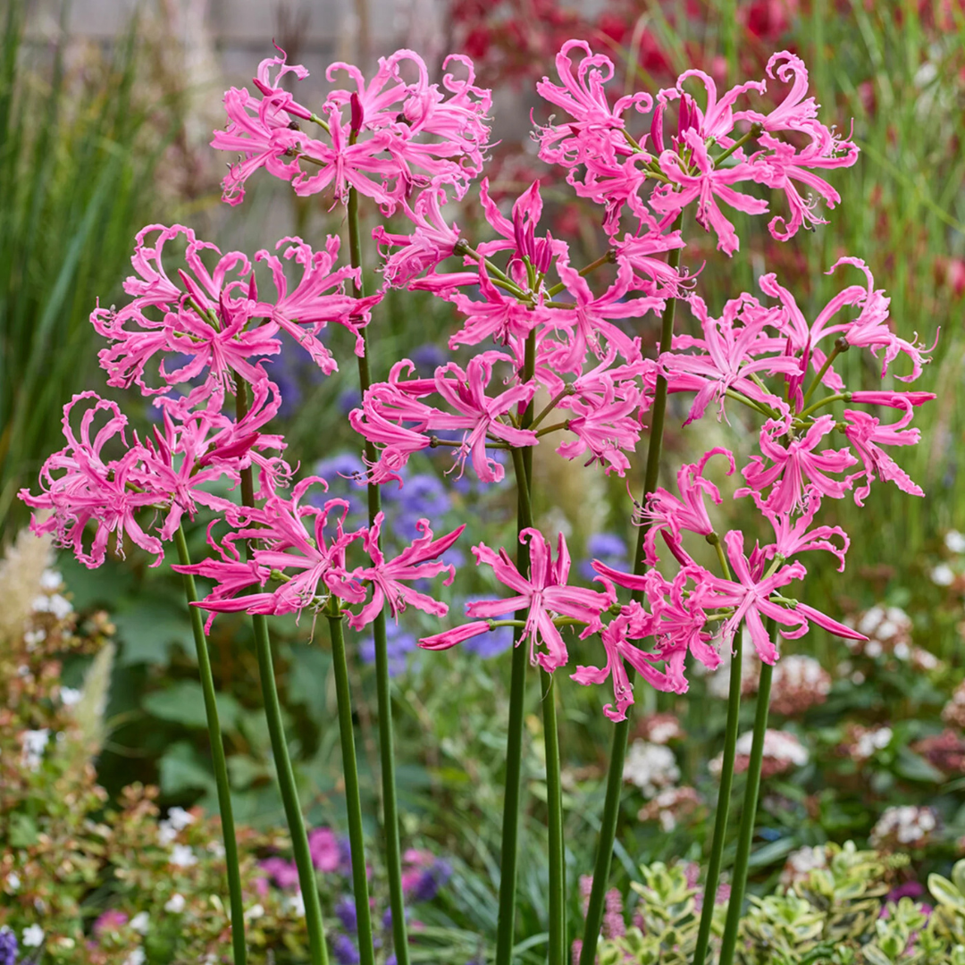 Nerine Lily Bulb – Pink