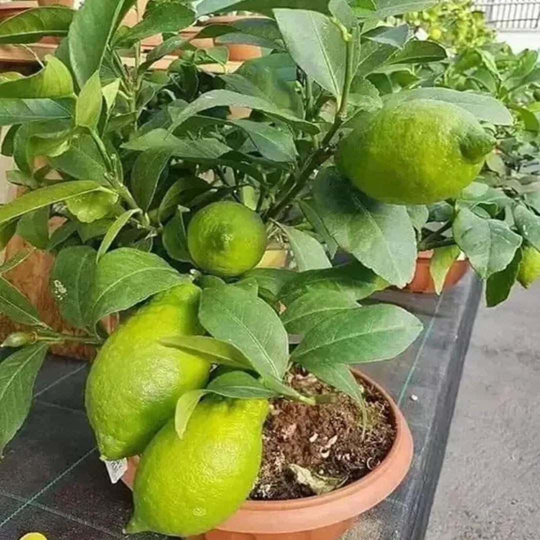 Gandharaj Lemon (Nimbu) Grafted Tree