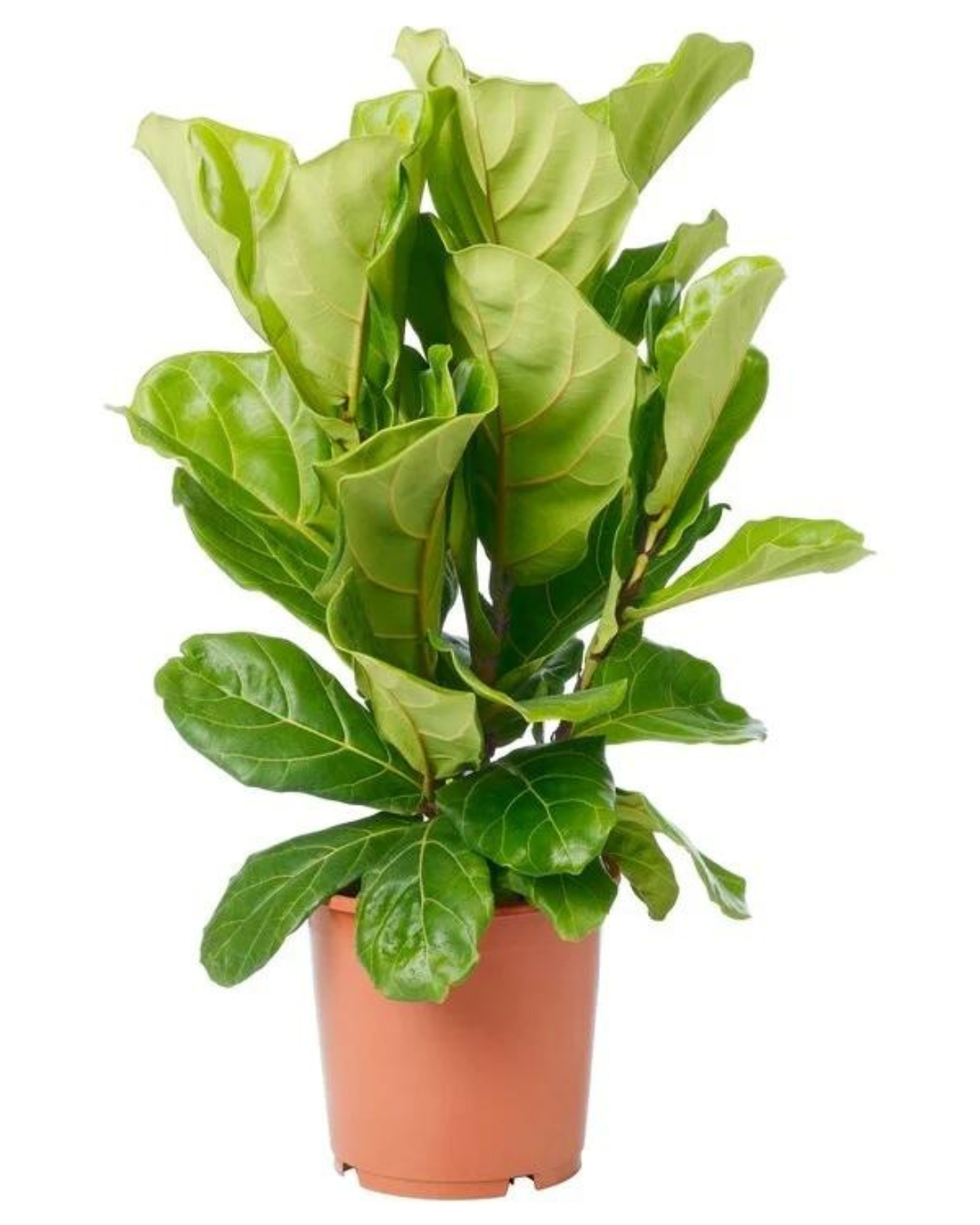 Fiddle Leaf or Ficus Lyrata