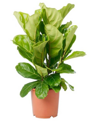 Fiddle Leaf or Ficus Lyrata - plant store® 