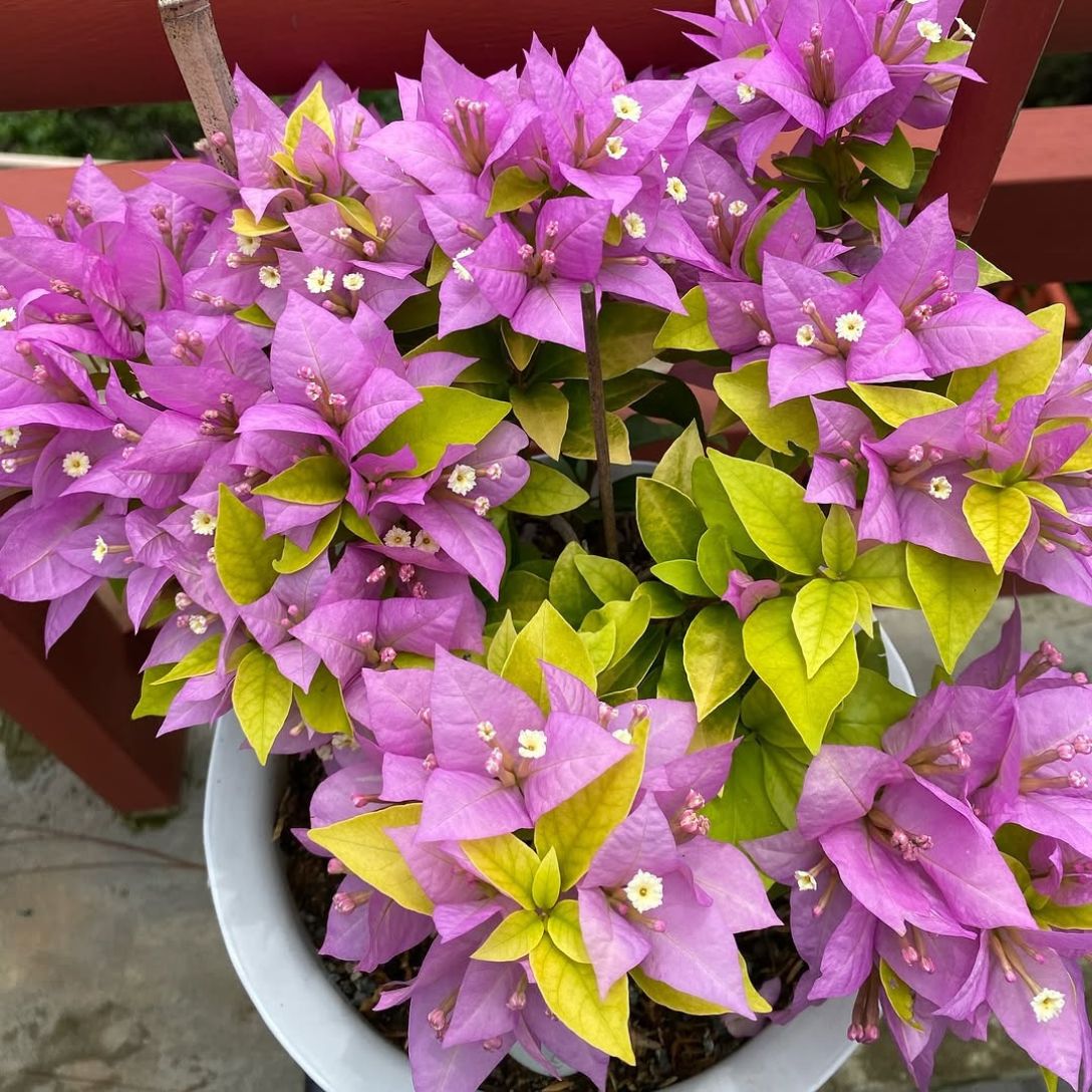 Purple Panther Taiwan Grafted Bougainvillea Plant