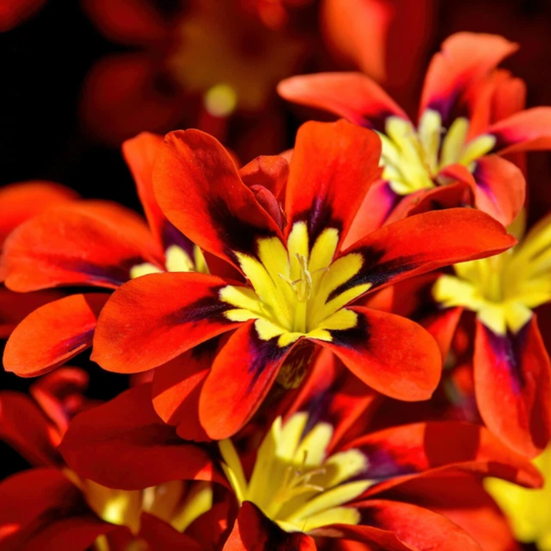 Sparaxis Bulbs - Mix Colours
