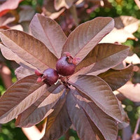 Red Guava Grafted Tree