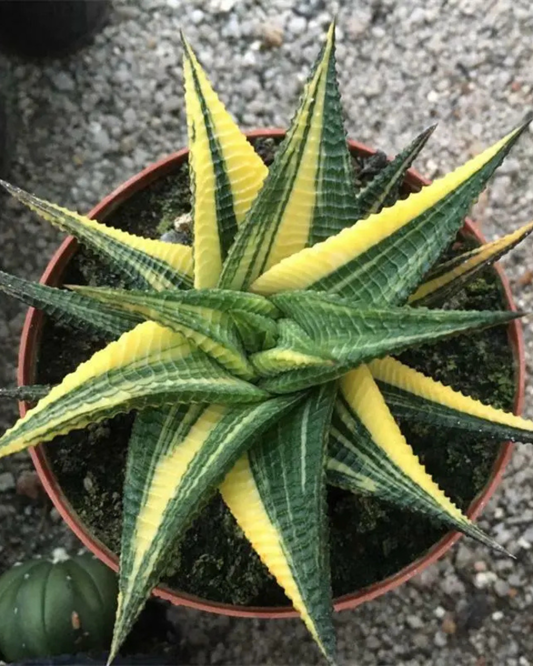 Haworthia Limifolia Variegated - plant store® 
