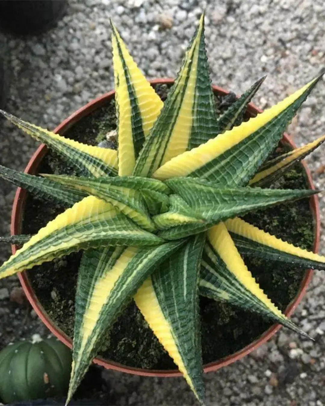 Haworthia Limifolia Variegated