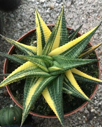 Haworthia Limifolia Variegated - plant store® 
