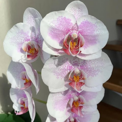 Phalaenopsis Pretty Romance with Buds/Flowers