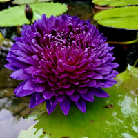 Anchan 2 Tropical Waterlily