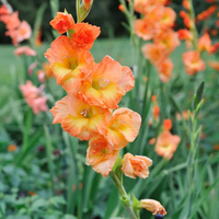 Gladiolus Bulbs - Mix Colour