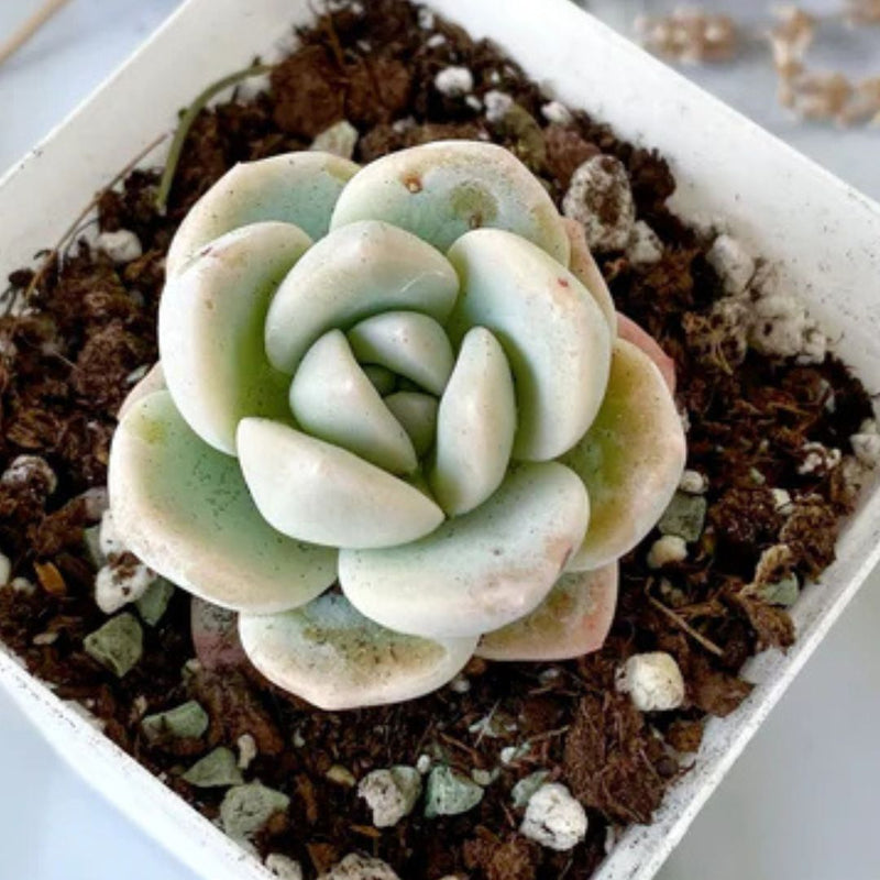 Hybrid Icy Green Echeveria (Bare Rooted)