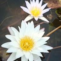 Innocence Tropical Waterlily