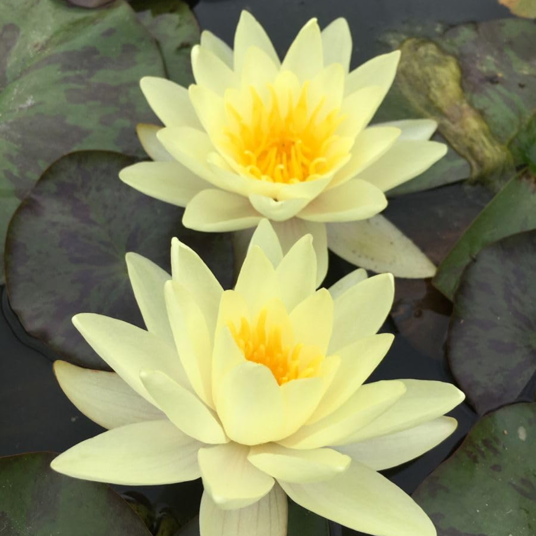 Chromatella Hardy Waterlily