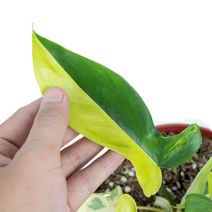 Philodendron Florida Beauty Variegated
