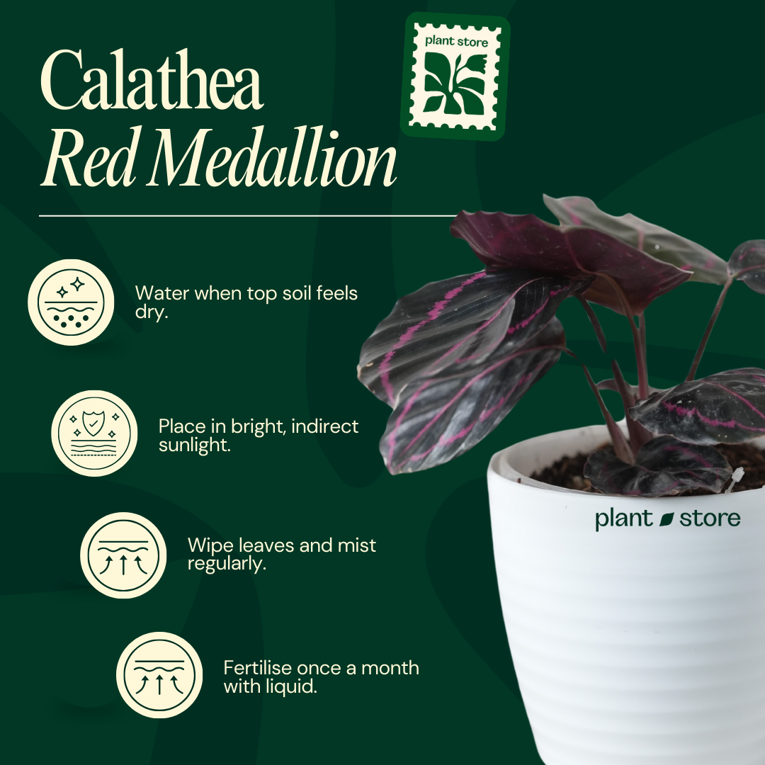 Calathea Medallion