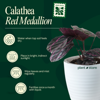 Calathea Medallion