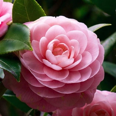 Camelia Plant