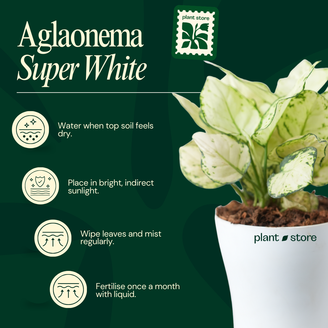 Aglaonema Super White