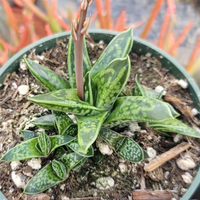 Gasteria Liliputana (Bare Rooted) - plant store® 