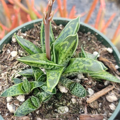 Gasteria Liliputana (Bare Rooted)