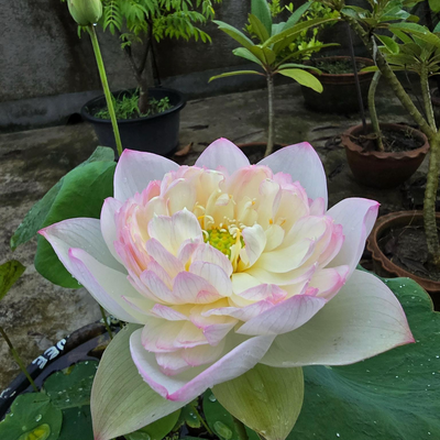 Suruteadee Lotus Tuber