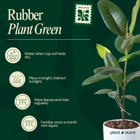 Green Rubber Plant
