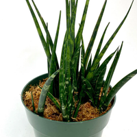 Sansevieria Fernwood (Potted)