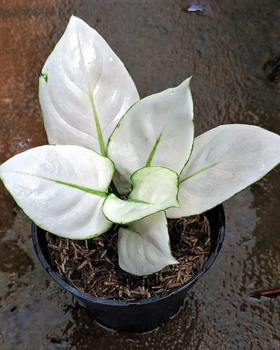 Aglaonema Super White