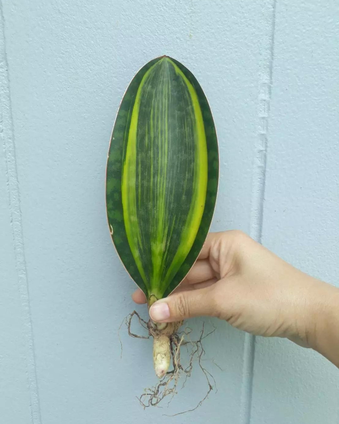 Whale Fin Variegated (Sansevieria Masoniana)