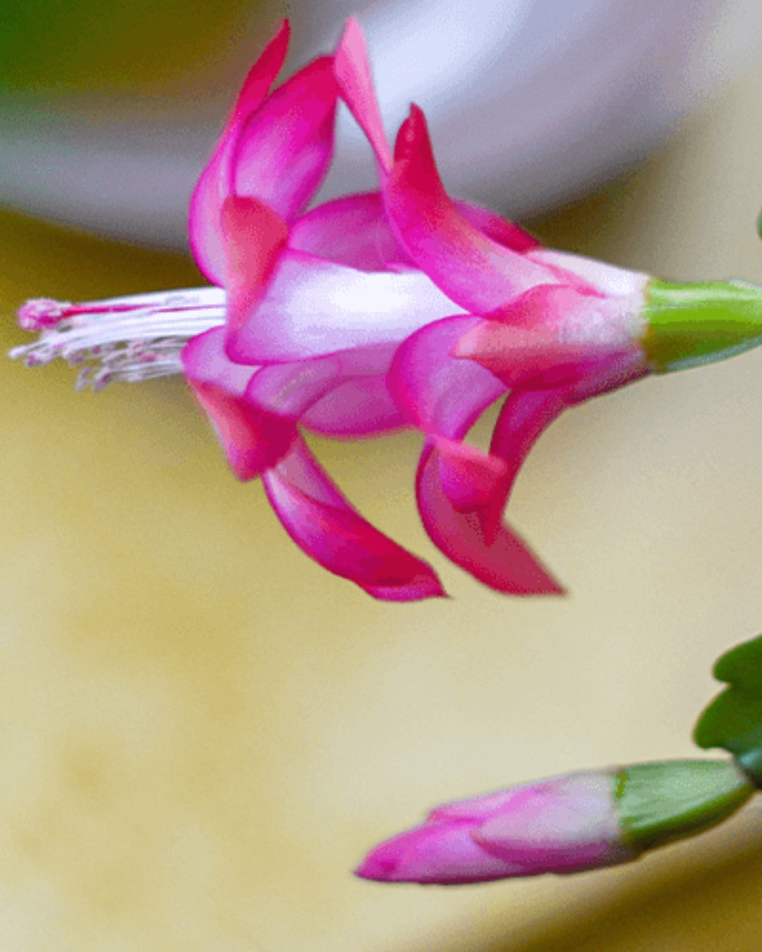 Zygo Christmas Cactus - Pink