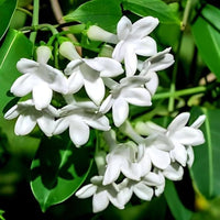Madagascar Jasmine Plant