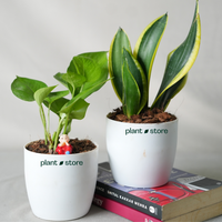 Air Purifier Duo - Snake And Money Plant With Pot