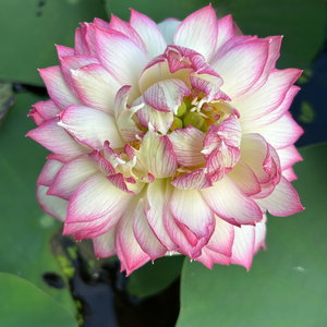 Tinh TyTy Lotus Tuber